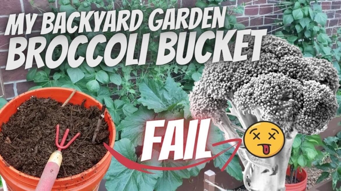 I grew Broccoli in a DIY Container Garden and have this Gardening TIP to share #broccoli #garden
