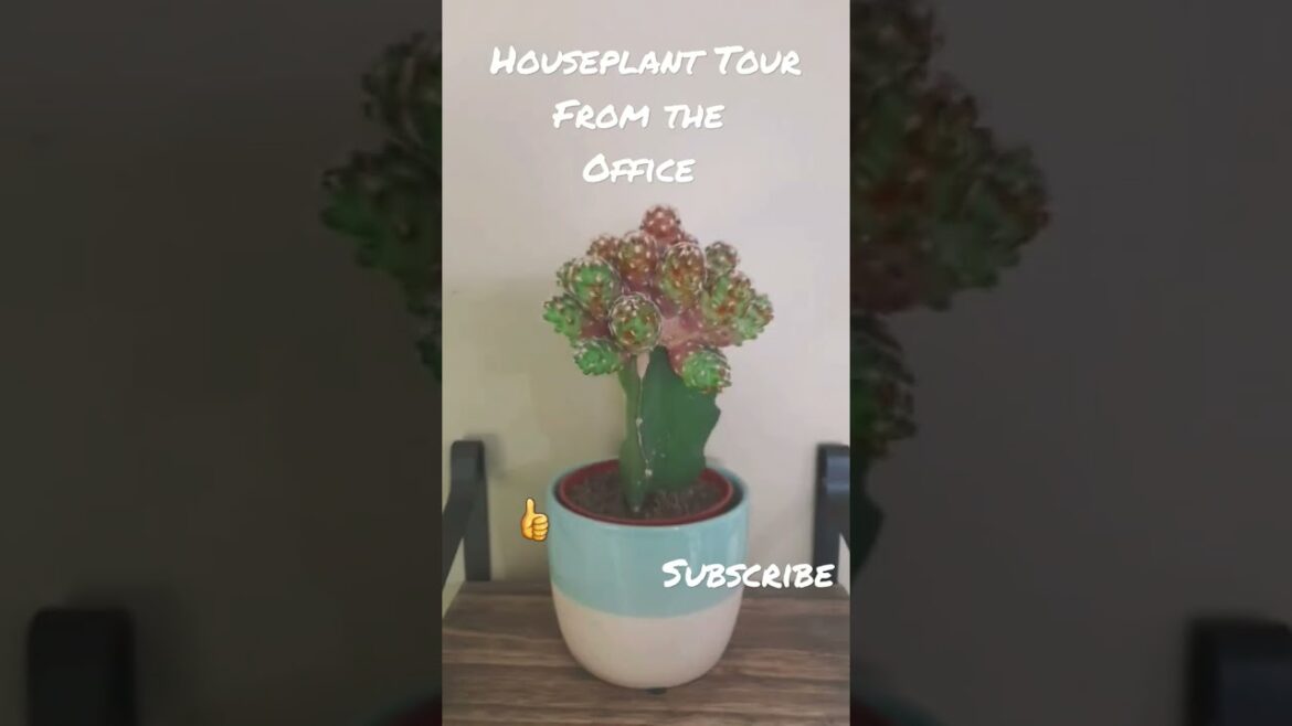Houseplant tour from our office #shorts. #encanto  #tropicalplants #plantsmakemehappy #plantlady