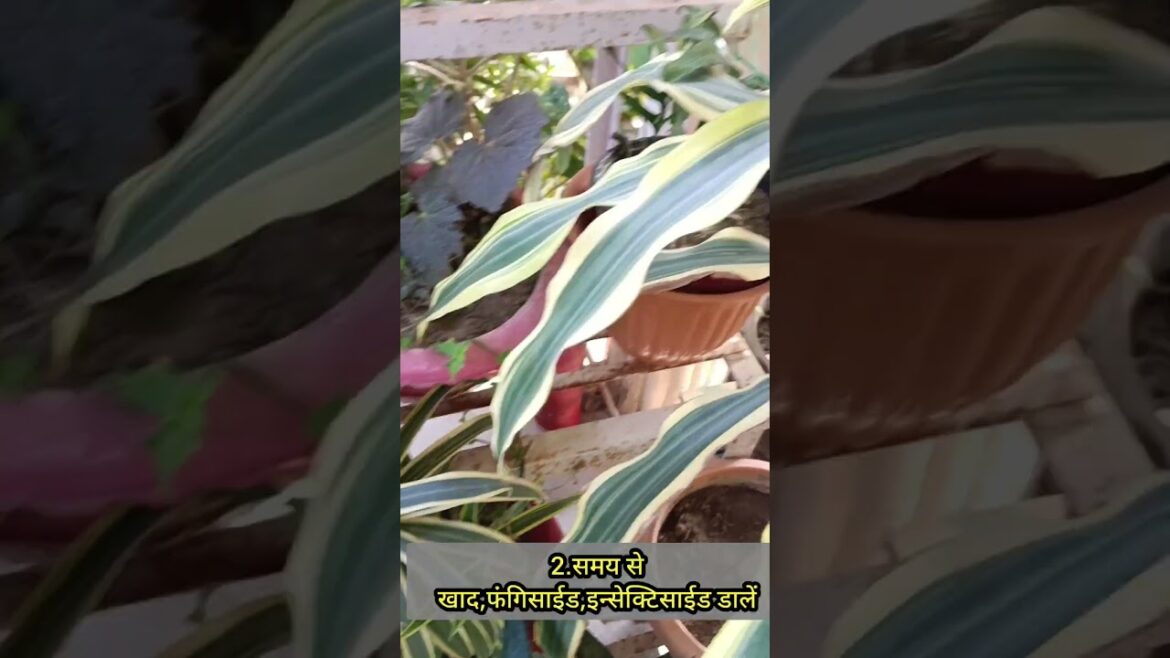 ये 5 आदते आपको एक अच्छा गार्डनर बनाऐगी #gardening #gardeningideas #gardeningtips #beginnersgardening