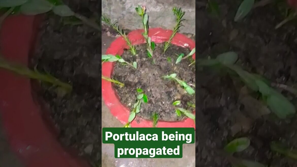 #shorts #trending #gardening #portulaca #flowers #trending #viral #shortvideo #tips #garden #video
