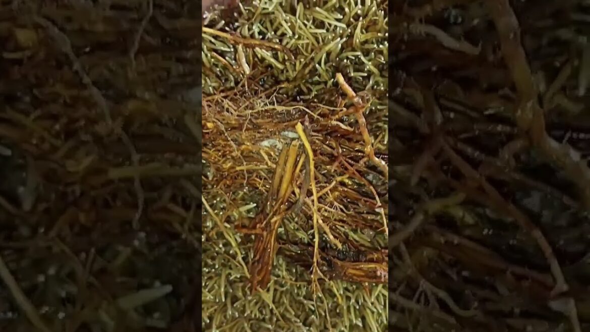 THIS MUSHROOM IS VERY USEFUL FOR ORGANIC FARMING #gardening #satisfying #organic