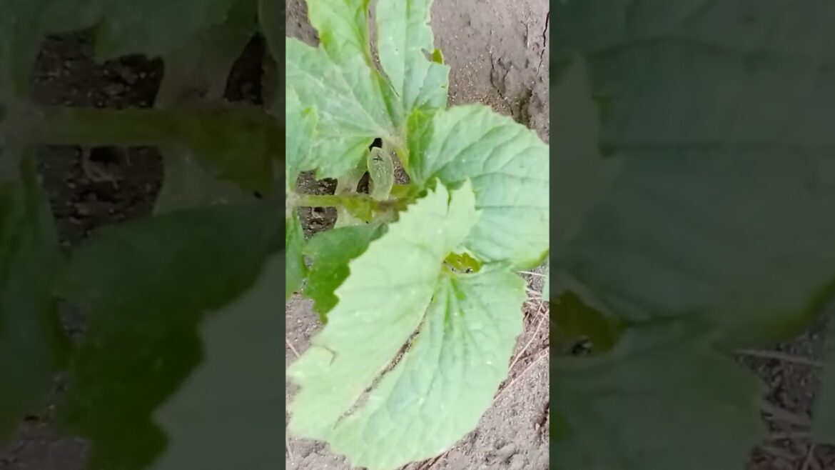 grow vegetables at home l yt#short#viral#trending#