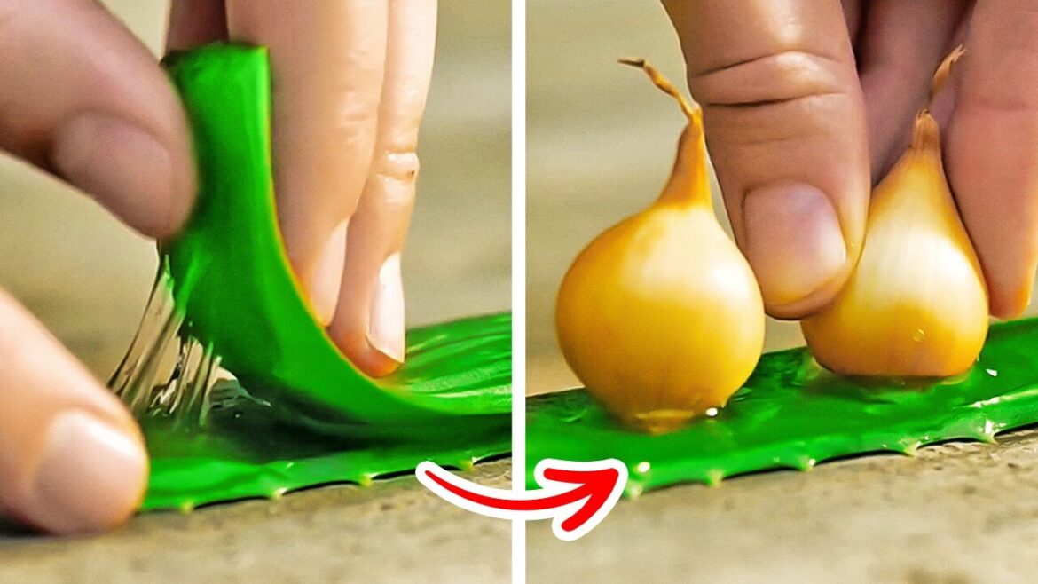 Useful Gardening Tips For Outdoor And Indoor Plants