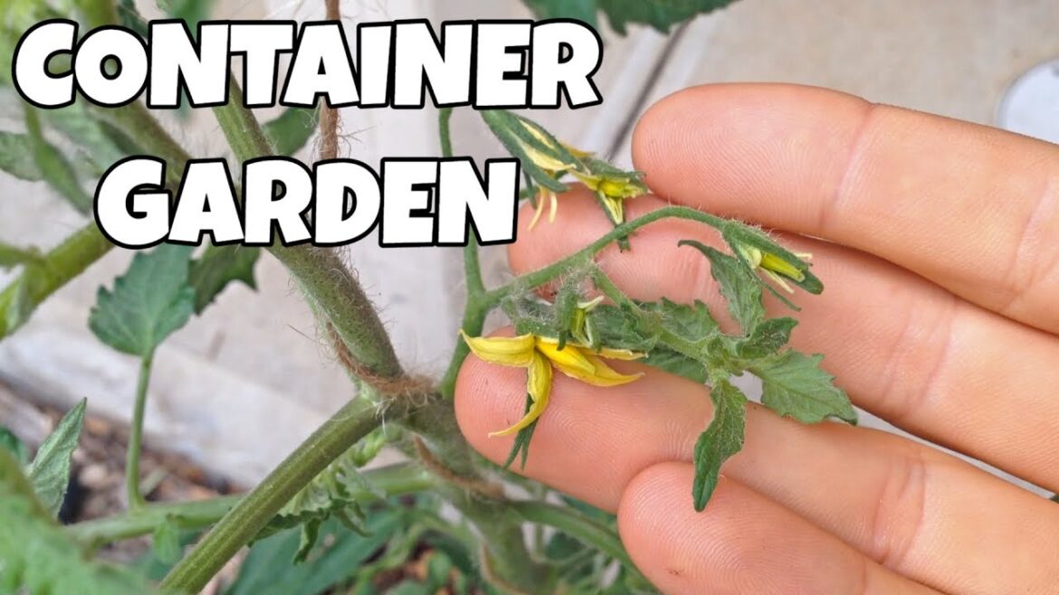 Front Container Garden Update | Tomatoes, Capsicums and Coffee Front Container Garden Update | Tomatoes, Capsicums and Coffee