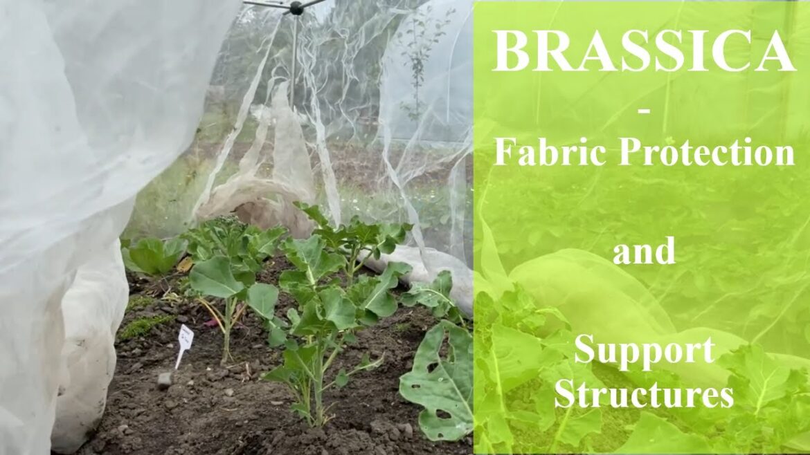 Building a Brassica Cage | Netting, Support choice and Planning