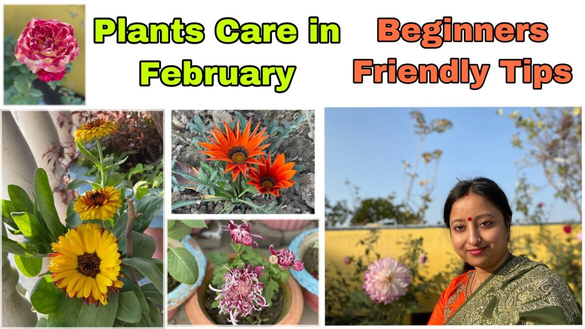 Plants care & Gardening in February | Best homemade fertiliser & planting tips #gardeningtips