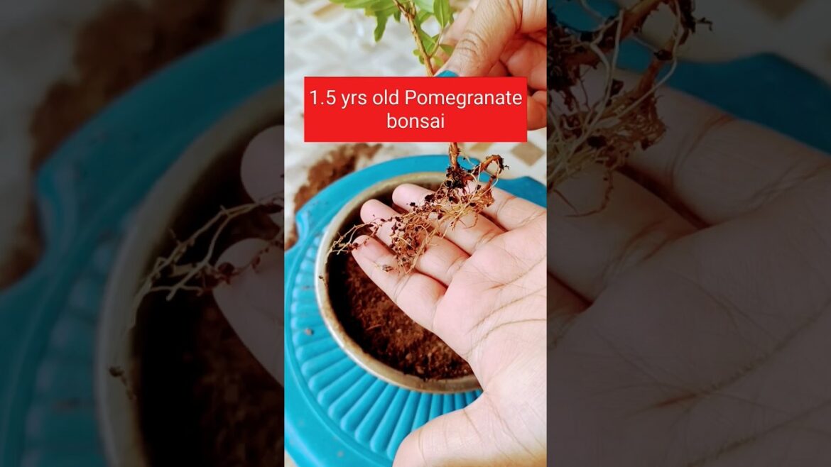 Container garden from pomegranate bonsai #pomegranate #garden #shorts