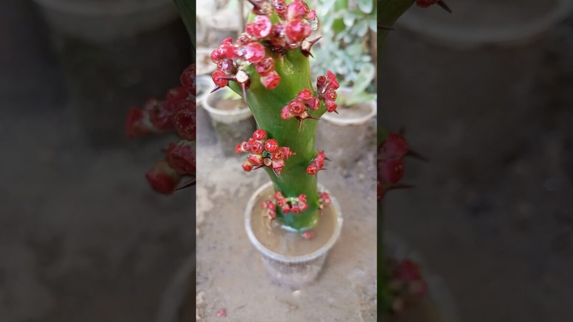 Medicinal plant thuhar #shorts #youtubeshorts #gardening