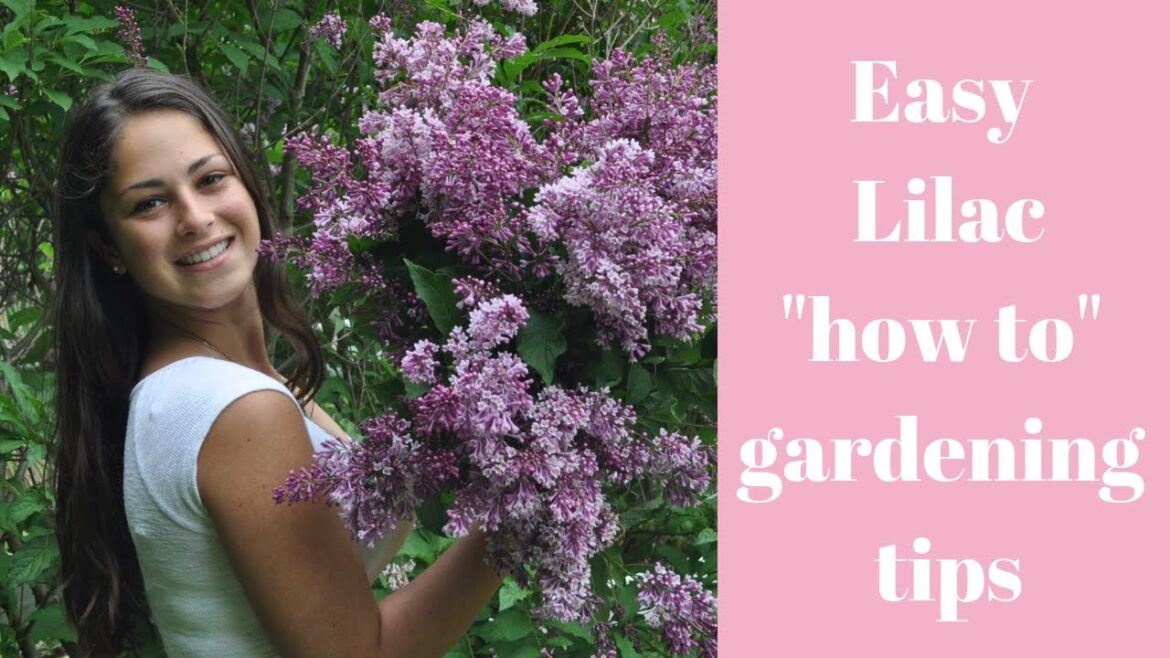 Easy Lilac "how to" gardening tips