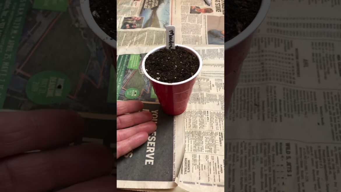 Here’s how you pot up a rooted pepper seed. #seedstarting #gardening #vegetablegardening #peppers