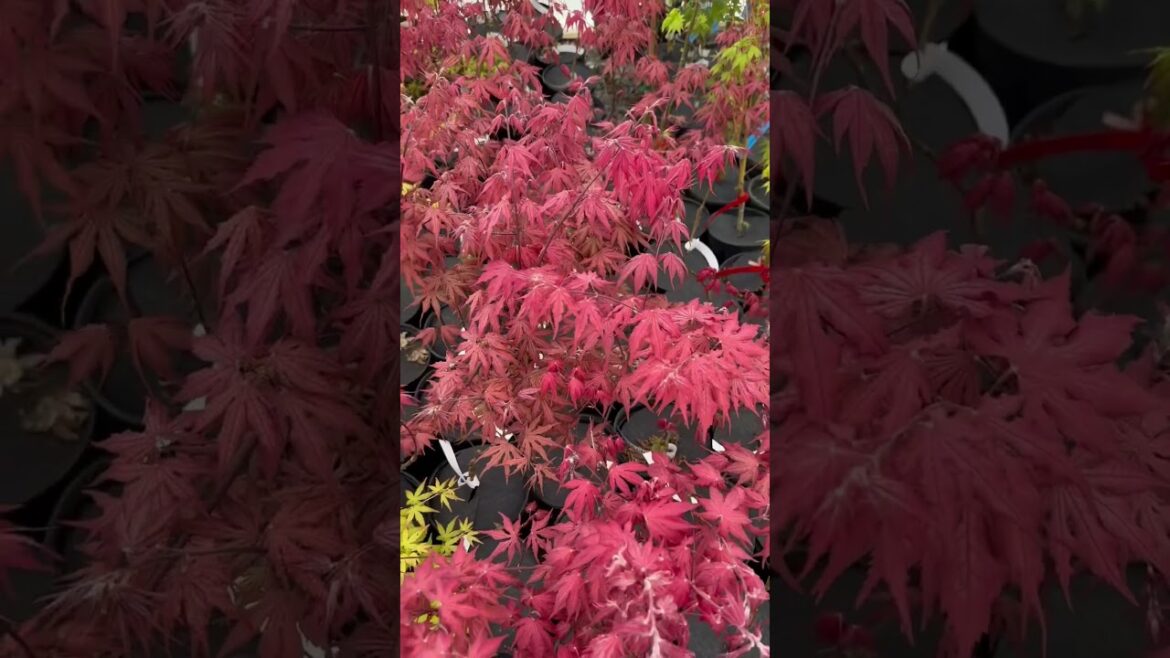 Acer palmatum ‘Celebration’ vs  Acer palmatum ‘Golden Falls’ #gardening #tree #maples #garden