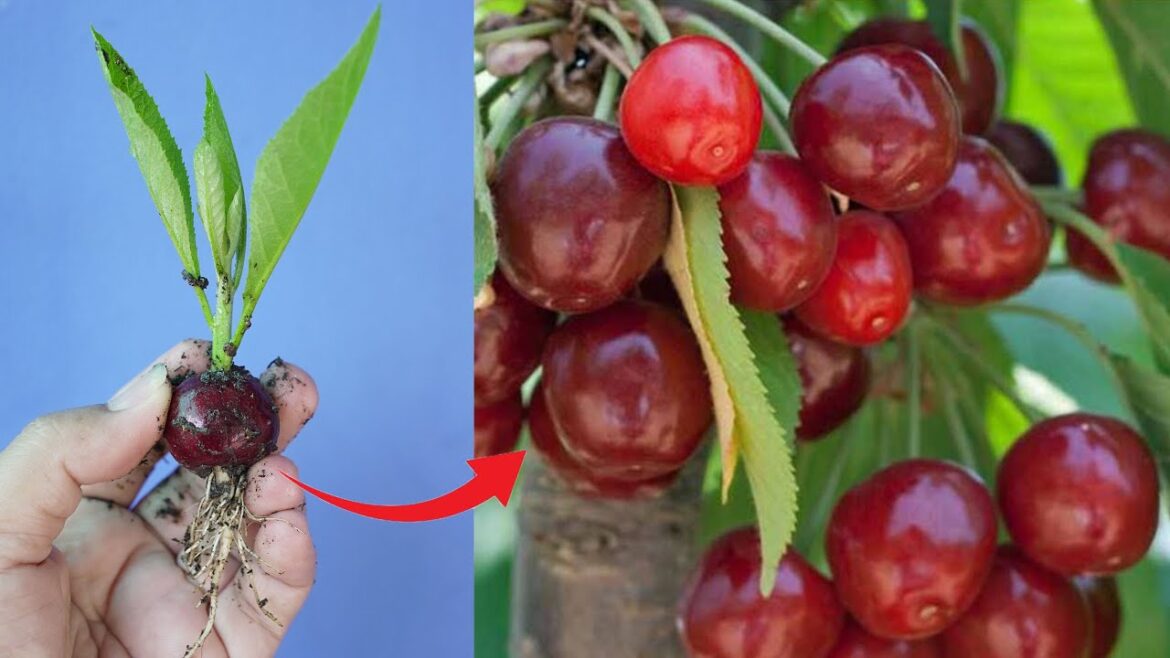 Gardening Tips To Grow Cherry Plant At Home Very Easy