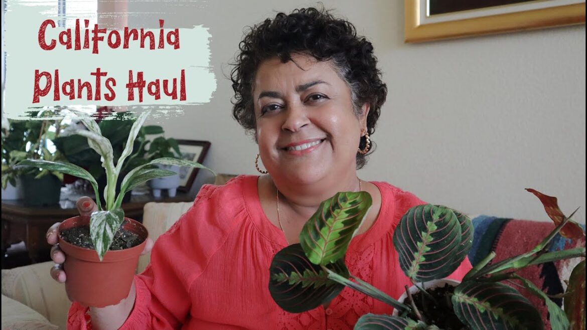 California Plant Haul California Plant Haul