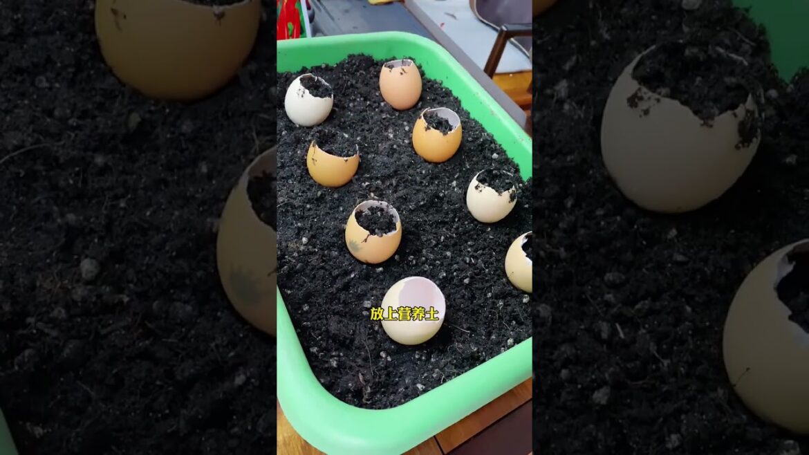 Vegetable plants 138