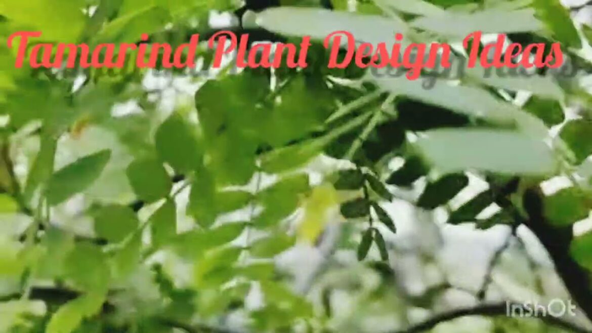 Tamarind Plant. Garden design ideas. Garden planning. #tamarind #plants #garden #design #viral .
