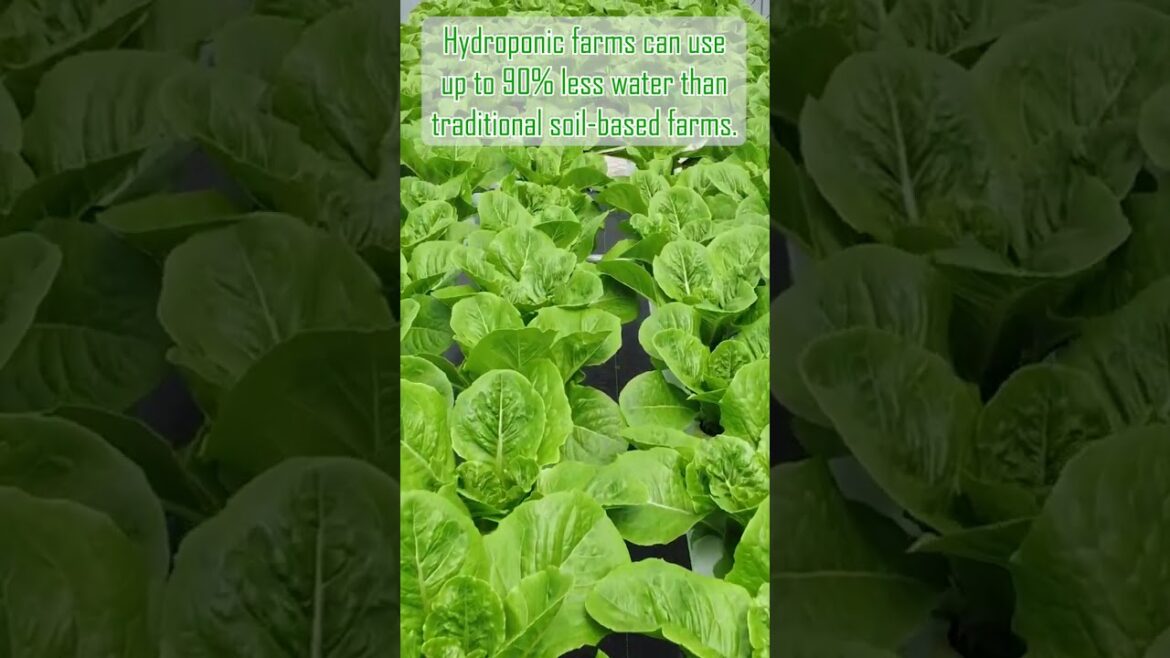 The benefits of Hydroponics. #shorts The benefits of Hydroponics. #shorts