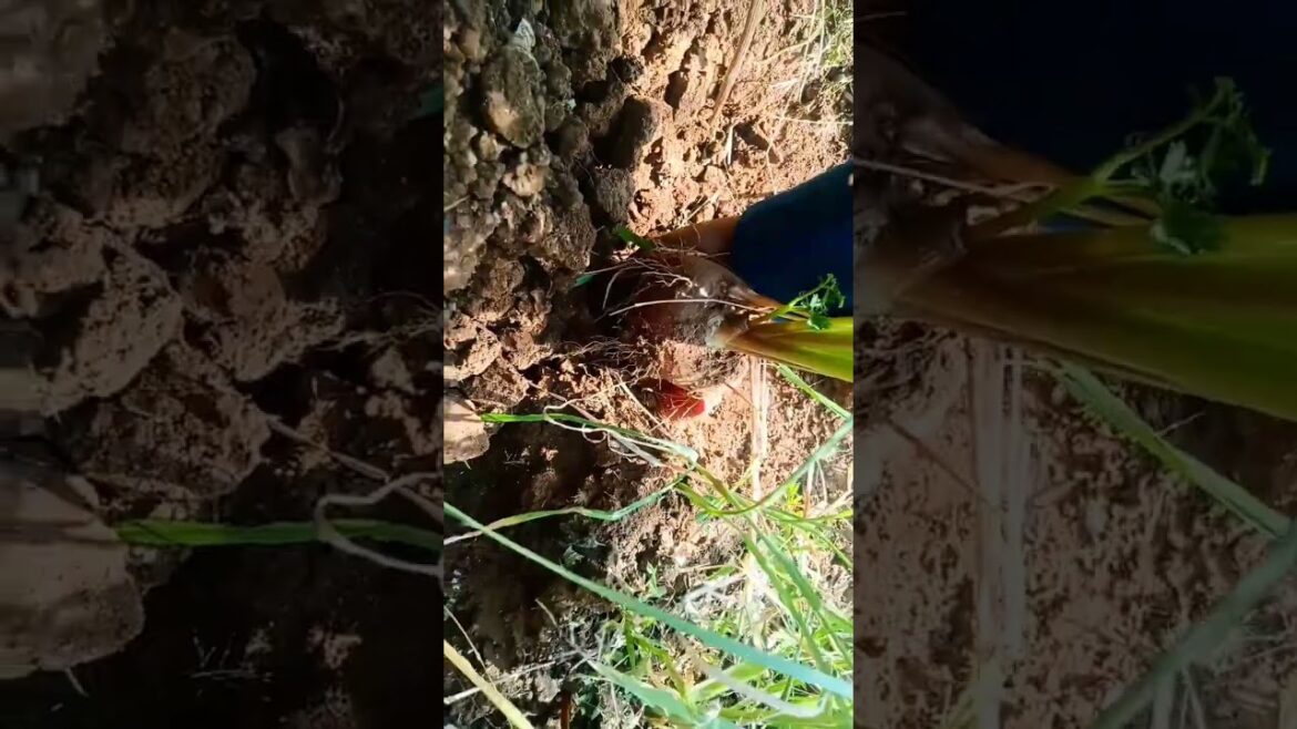 🥕 carrot 🥕 from my kitchen garden #shorts