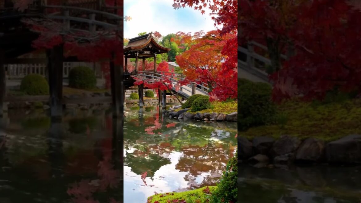 Japanese Garden meditation #shorts #youtubeshorts #meditation
