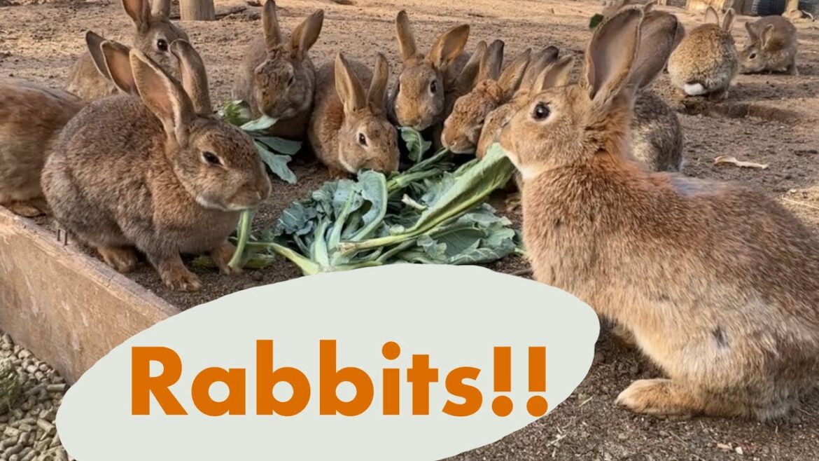 Rabbits, Rabbits, & MORE Rabbits!!!
