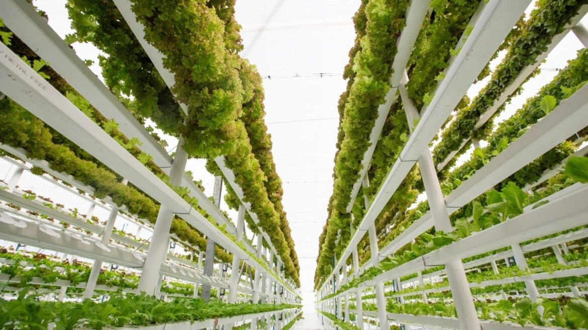 How to Grow Crops through Indoor Vertical Farming using Advanced Technology? How to Grow Crops through Indoor Vertical Farming using Advanced Technology?