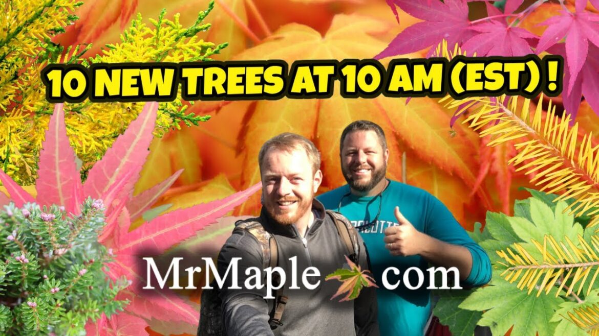 Tuesday’s Springtime 10@10 | New Plants on MrMaple.com! Tuesday's Springtime 10@10 | New Plants on MrMaple.com!