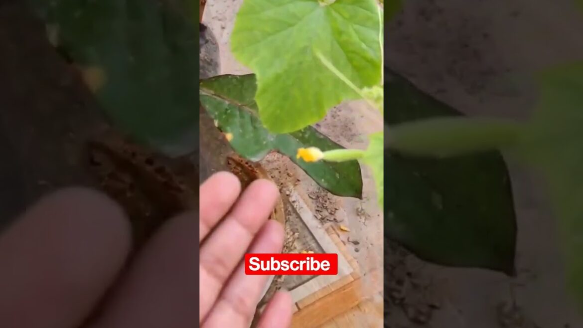 Hydroponic vs Soil comparison #howto #plant #gardening #home