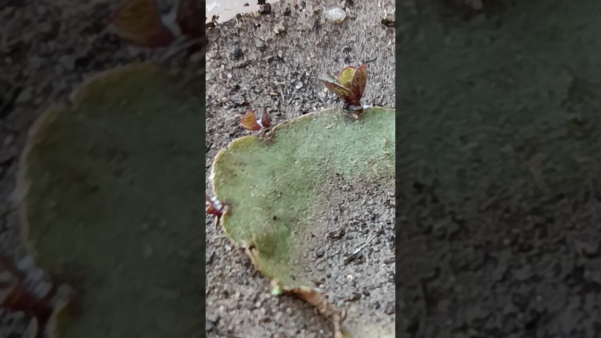 How to grow bryophyllum #shorts #youtubeshorts #gardening