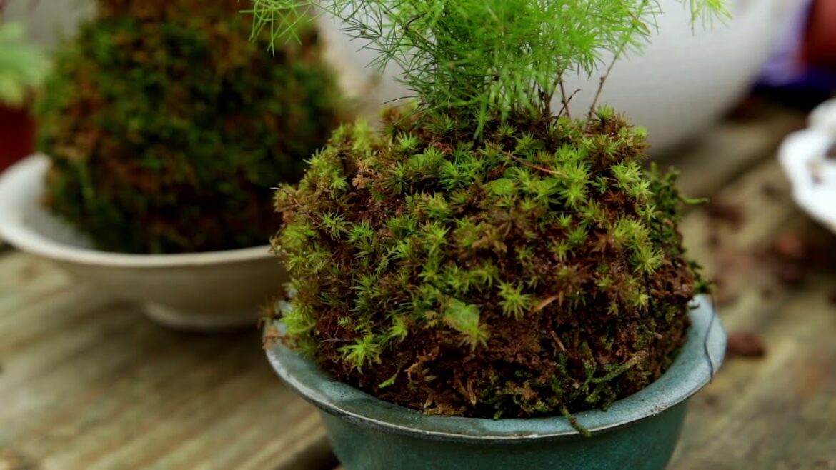 How to make Kokedama | Catherine Arensberg