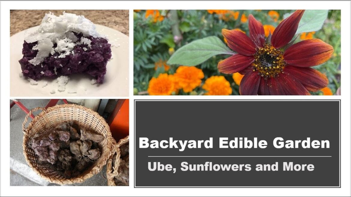 Backyard Edible Garden Fall Updates | UBE and Late Sown Sunflowers Backyard Edible Garden Fall Updates | UBE and Late Sown Sunflowers