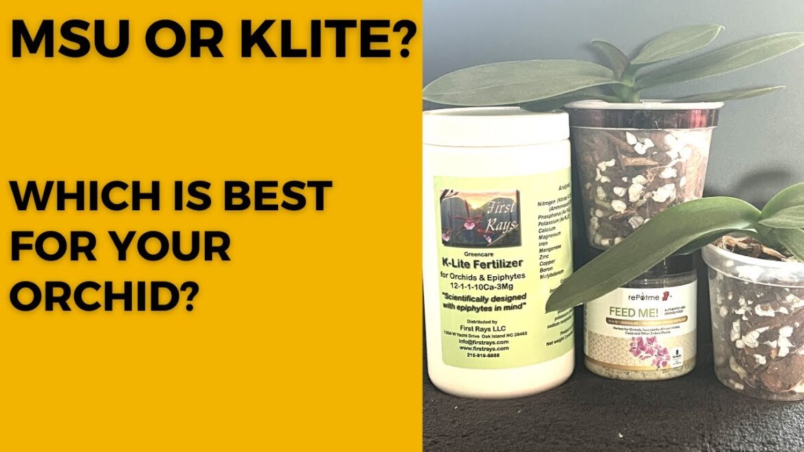 Best Fertilizer for Orchid Plants? MSU or K-Lite? Which is the Best  for Orchids