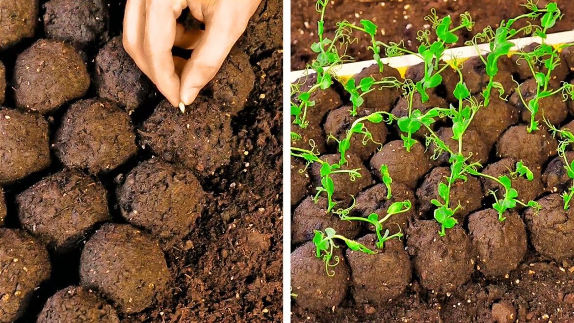 Incredible Plants Hacks And Gardening Tips Incredible Plants Hacks And Gardening Tips