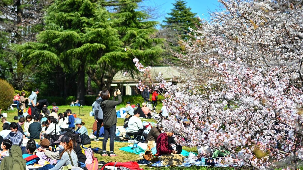 Live Tokyo Walk to my Favourite Cherry Blossom Park 🌸 (Hint, It's not Yoyogi)