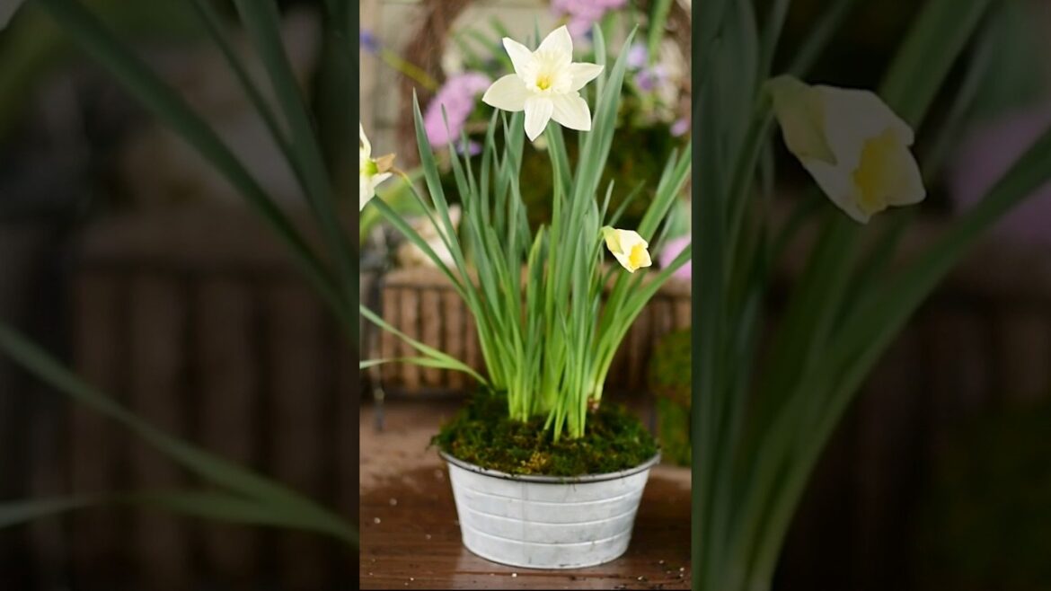Spring Container Ideas: Day 3 #gardening Spring Container Ideas: Day 3 #gardening