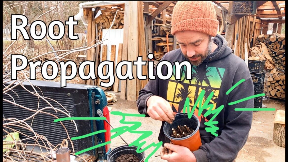 Propagating Root Cuttings - Shipmast Locust and more