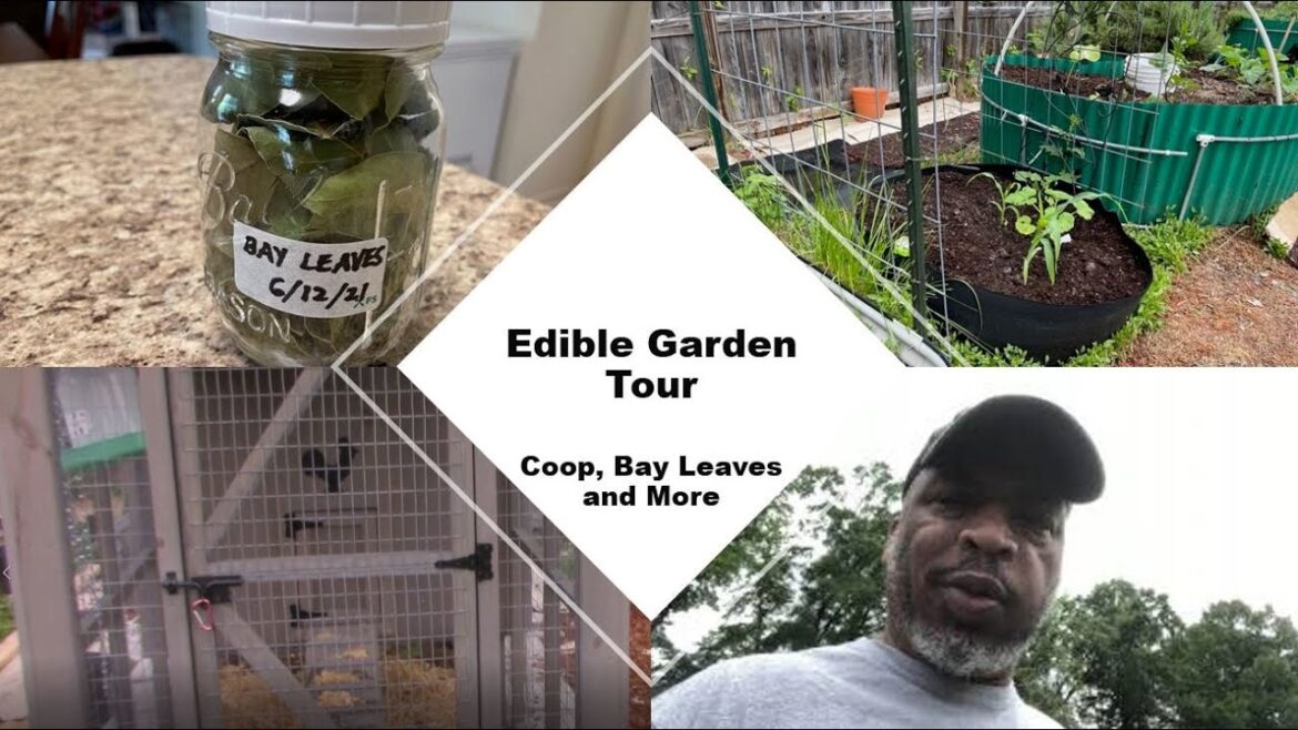 Bay Laurel Plant  | New Chicken Coop | Edible Garden Update Bay Laurel Plant  | New Chicken Coop | Edible Garden Update
