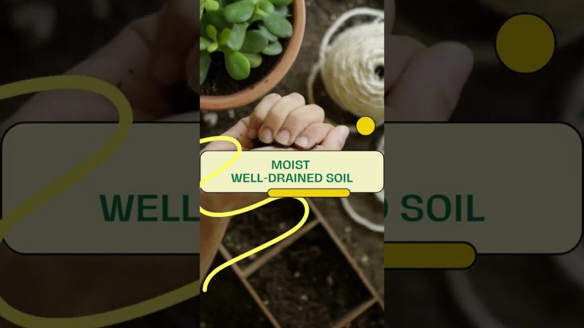 Keep Your Christmas Flower Plant Happy Keep Your Christmas Flower Plant Happy