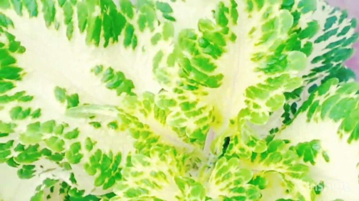 Rooftop garden design. Leaf tree. Garden planning.#viral #viralvideo #rooftop #garden #design. Rooftop garden design. Leaf tree. Garden planning.#viral #viralvideo #rooftop #garden #design.