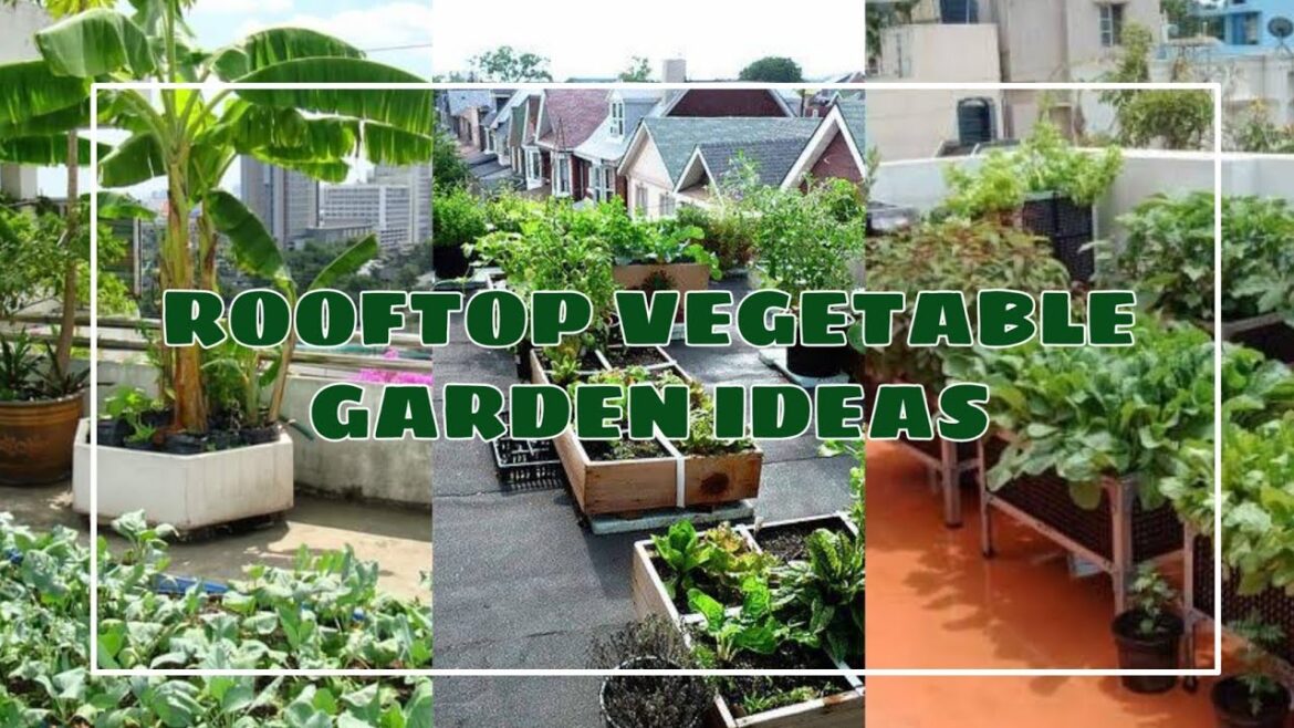 ROOFTOP VEGETABLE GARDEN IDEAS | diy gardening ideas