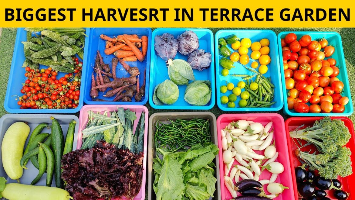 Massive Organic Vegetables Harvesting From My Terrace | Organic Vegetables Harvesting Video In Hindi