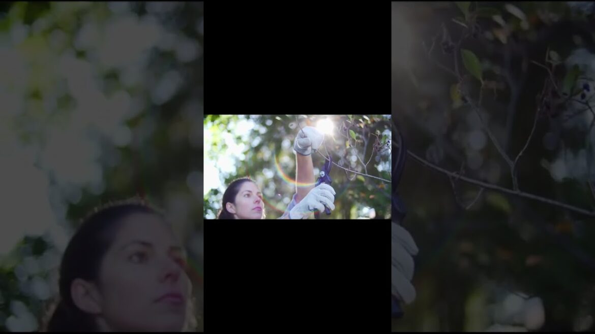 Fiskars Gardening Tools Bypass Pruning Shears Fiskars Gardening Tools Bypass Pruning Shears