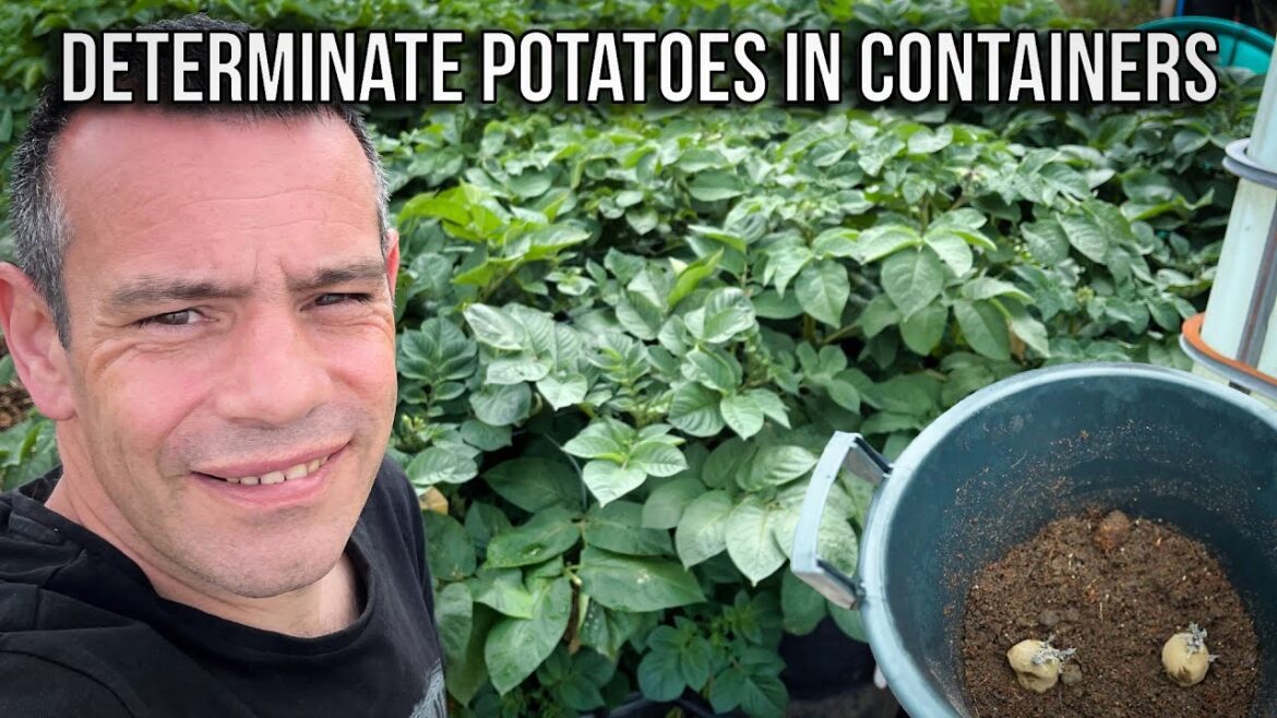 From Zero to 1st Early Potato Hero: Guide for Growing Determinate Potatoes in Containers