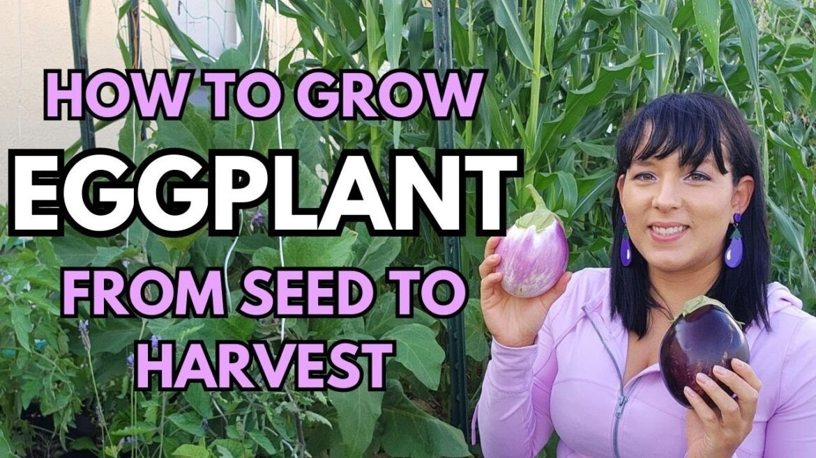 How to grow eggplant from seed to harvest #eggplant #garden #urbangarden #heirloomseeds #plants