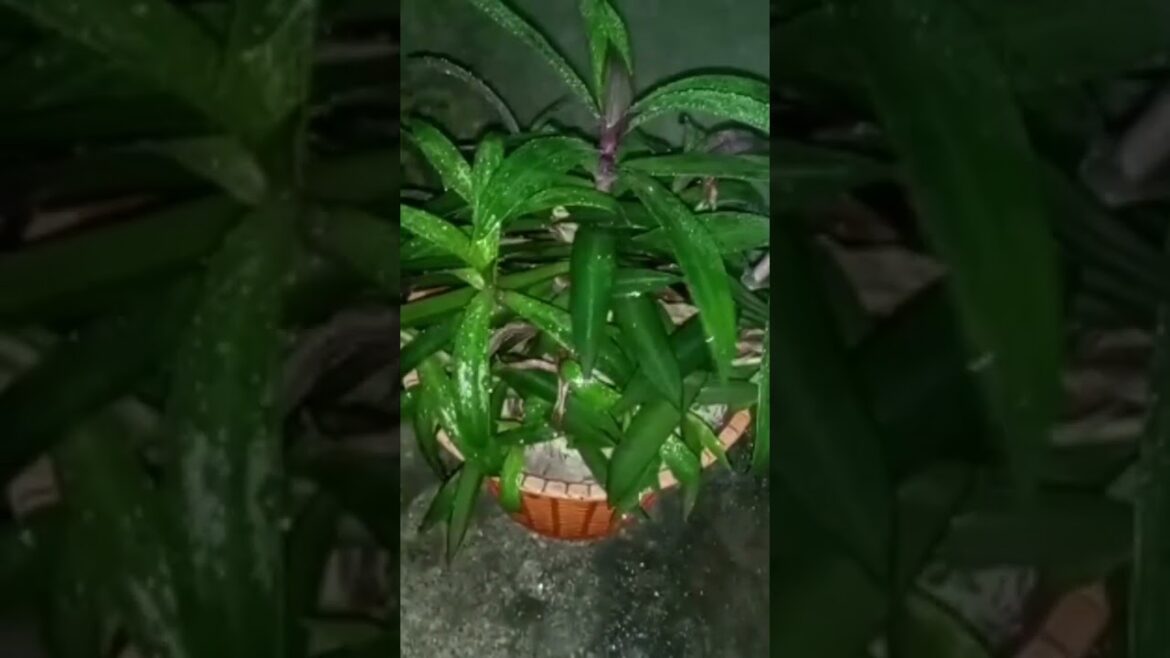 amazing gardening tips#garden#shorts#viral