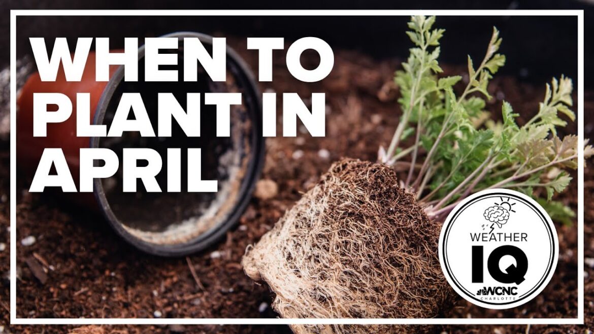When should you start planting in April? #wakeupclt