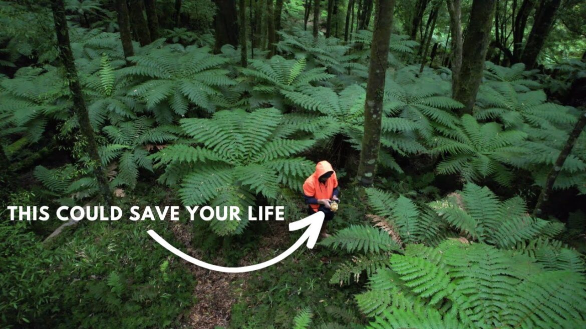 NZ Wild Edibles and Medicines EVERYONE Should Know NZ Wild Edibles and Medicines EVERYONE Should Know