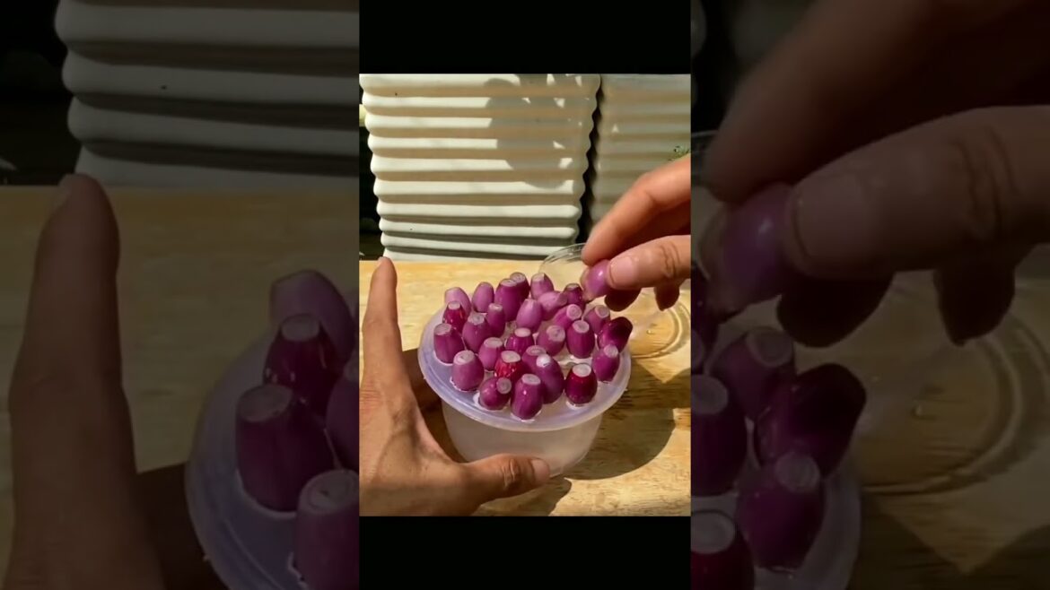 #shorts Spring Onion Growing & Harvesting | Gardening Tips #gardening #viral #fruit #onion #asmr #G5 #shorts Spring Onion Growing & Harvesting | Gardening Tips #gardening #viral #fruit #onion #asmr #G5