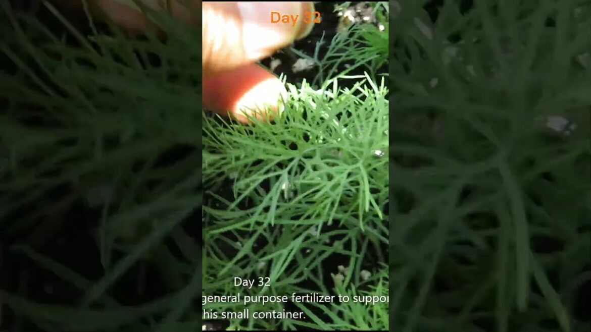 Container Dill Growing: Step-by-Step Guide #shorts #dill #gardening