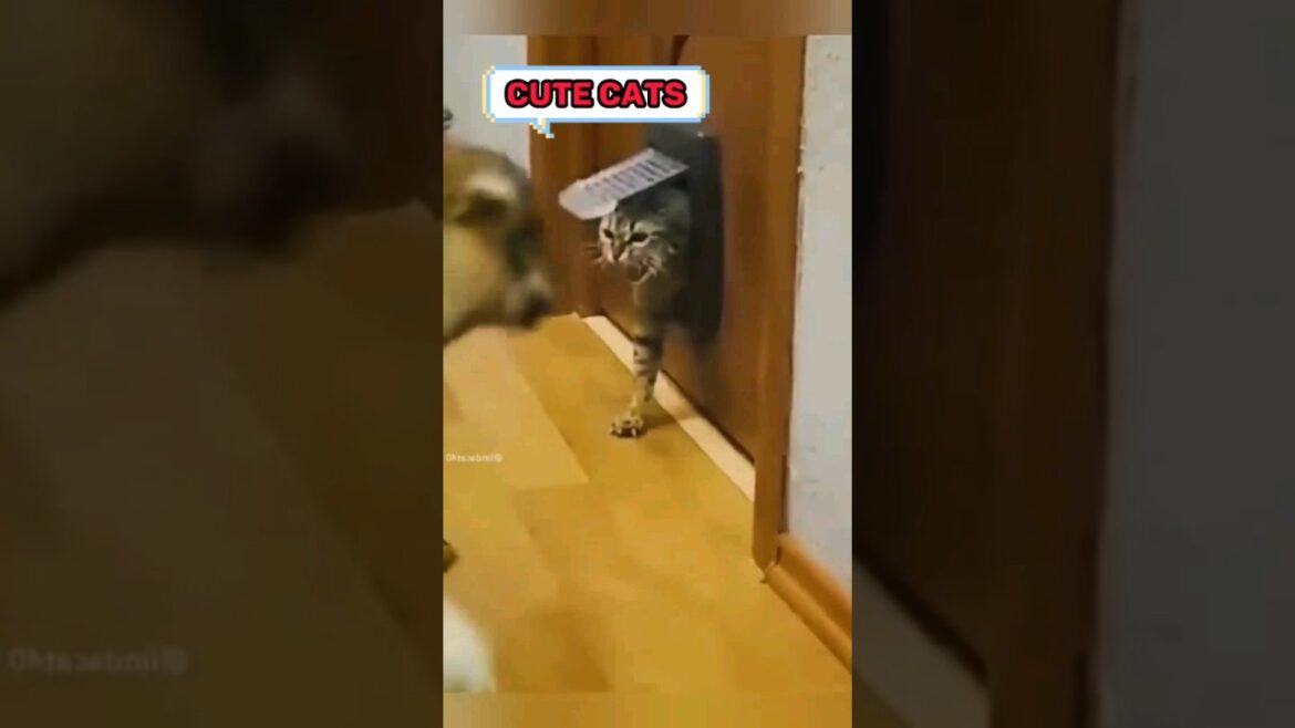 Funny Animals Videos 2023🤣||Funniest Cats And Dogs Video #4 🤣🤣 #funnycats