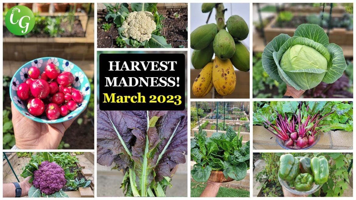 California Gardening: Get Ready for Spring! How California Gardeners are Preparing for Tons of Veggies Get Ready for Spring! How California Gardeners are Preparing for Tons of Veggies