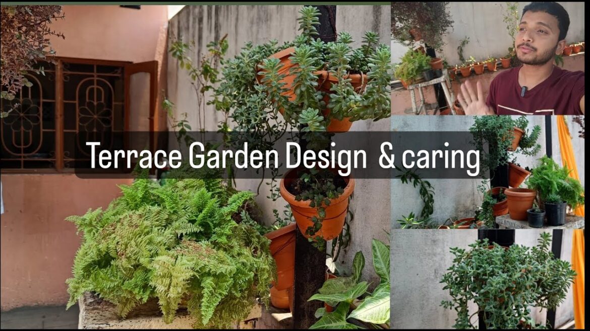My Terrace Garden Overview | Terrace Gardening In Low Budget | Terrace Garden Design & caring